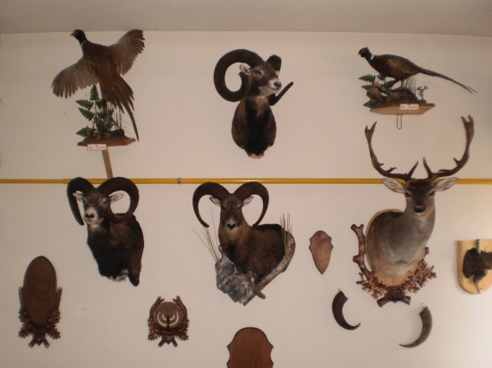 Preparáty-moja práca !!!