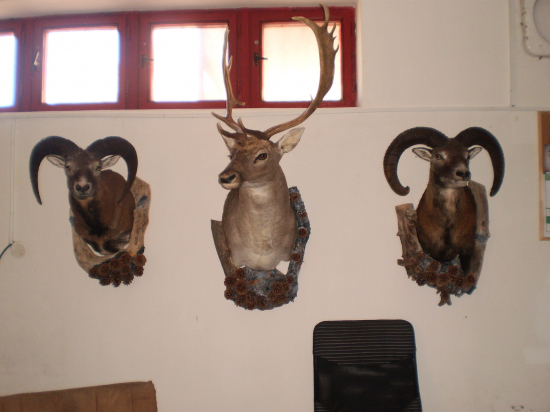 Preparáty-moja práca !!!