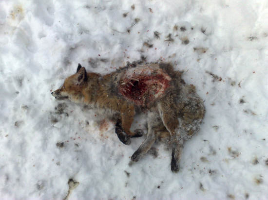 Keď sa predátor stane korisťou