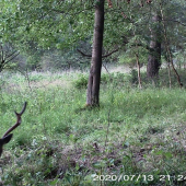 Sika
