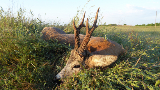 Puszta vydala princa 6 r. 147,2 b.