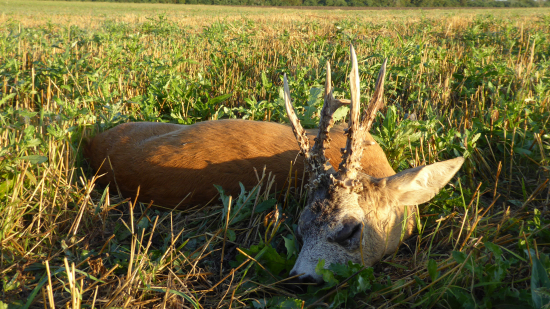 Čarovné augustové ráno