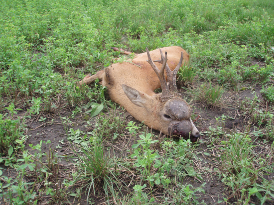 Ukončené trápenie-srnec s nádormi 