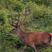 Jeleň lesný