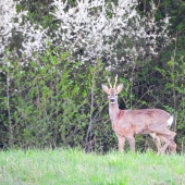 Vyrušený pri raňajkách