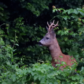 Kontroluje situáciu