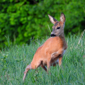 Keď treba, tak treba