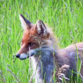 Niečo sa jej nezdá