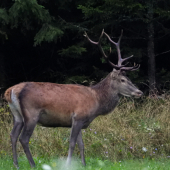 Ruja už klope na dvere