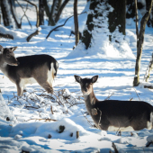 V zasneženej krajinke