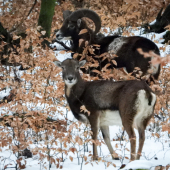 Prvý muflóní fotoúlovok