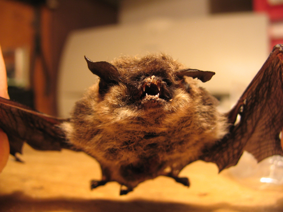 Malý vampír