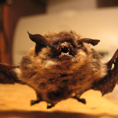 Malý vampír