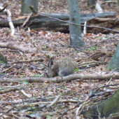 Takmer dokonalé krytie