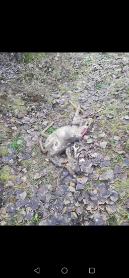 Úspešná prechádzka