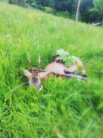 Srnec 2020