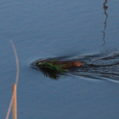 Pokým nezamrzne treba zbierať zásoby