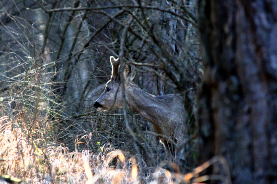 Srnec lesný