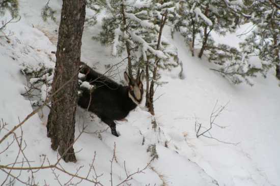 Kamzík vrchovský alpský