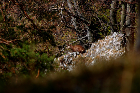 Kamzík vrchovský alpský