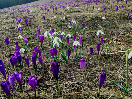 fialový vs biely, 149:30