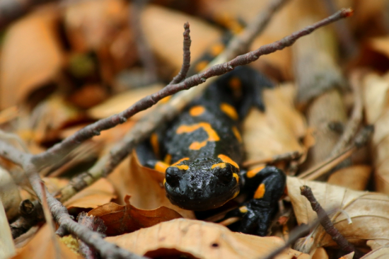 Salamandra škvrnitá