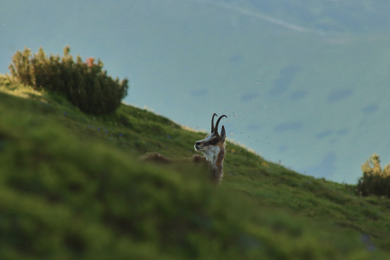 Kamzík vrchovský tatranský