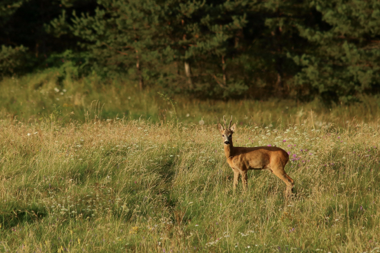 Srnec lesný