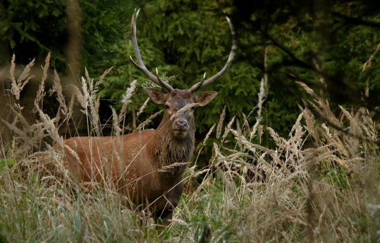 Jeleň lesný
