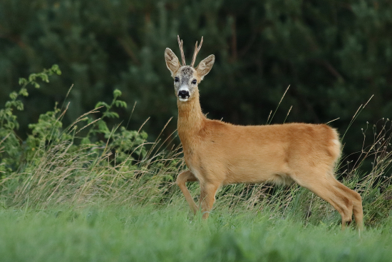 Srnec lesný