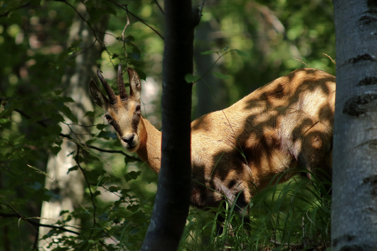 Kamzík vrchovský alpský