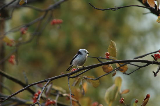Mlynárka dlhochvostá