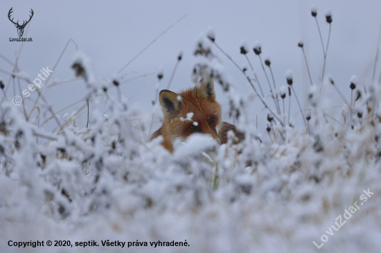 Líška hrdzavá v objatí snehu