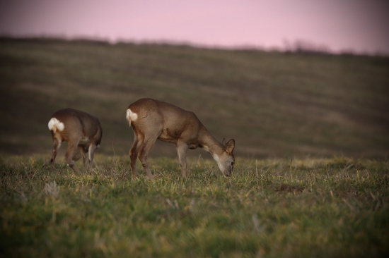 Na paši v ružovej hodinke