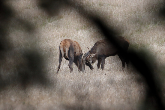Jeleň lesný na druhú