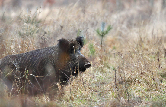 Divočina - sus scrofa