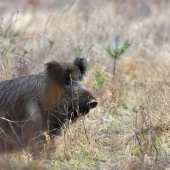 Divočina - sus scrofa