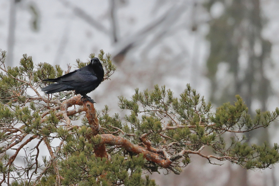 Krkavec čierny (Corvus corax)