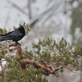 Krkavec čierny (Corvus corax)