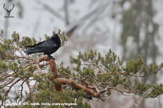 Krkavec čierny (Corvus corax)