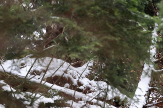 Ponocuje resp. pozimuje