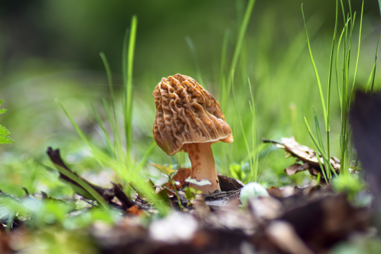 Smrčkovec český (Verpa bohemica)