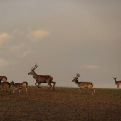 Toto nie je moja črieda