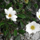 Dryas octopetala