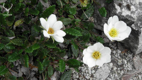 Dryas octopetala