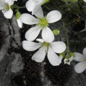 Minuartia langii