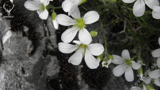 Minuartia langii