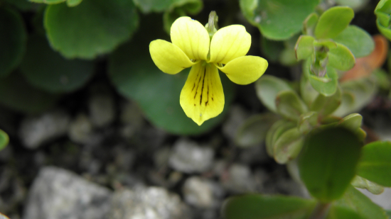 Viola biflora
