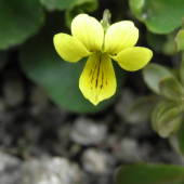 Viola biflora
