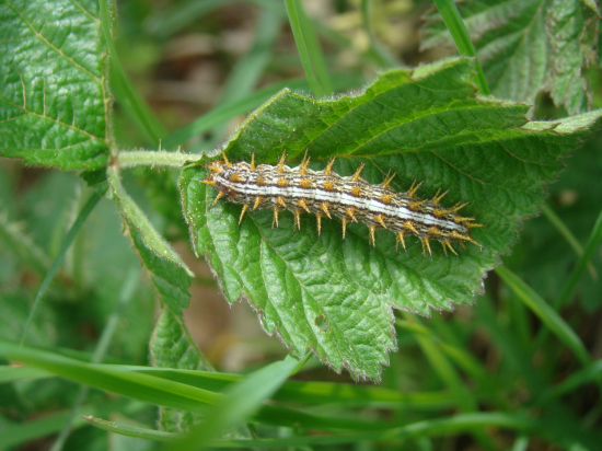 husenica babôčky prhľavovej